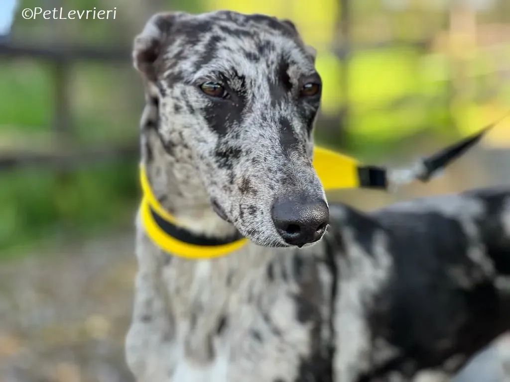 Kylie adozione levrieri greyhound 13