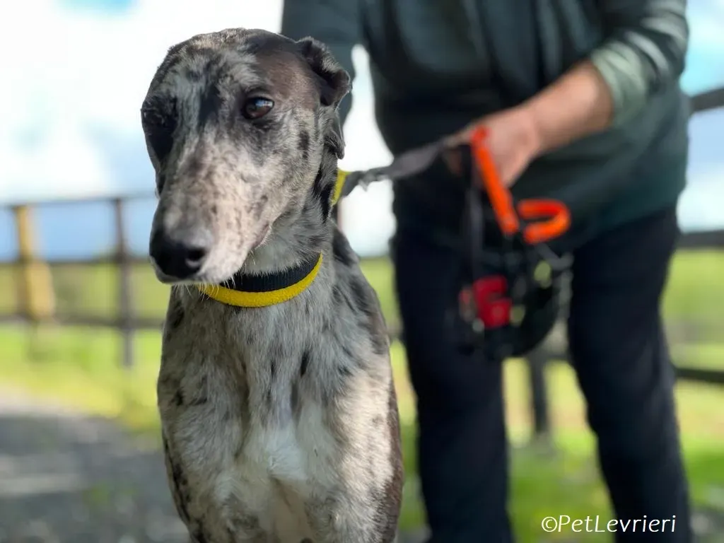 Kylie adozione levrieri greyhound 6
