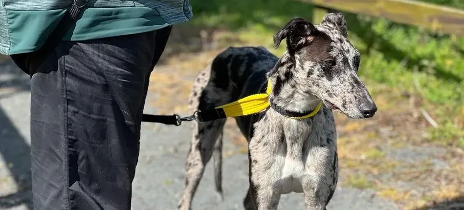 Kylie adozione levrieri greyhound 4 e1690201152537