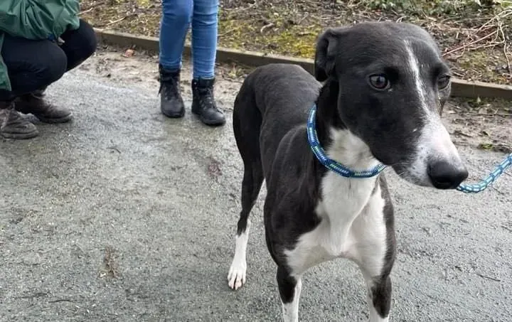 Kylie adozione levrieri greyhound 5 e1648049591550