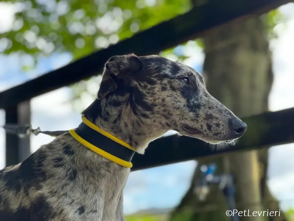 Kylie adozione levrieri greyhound 7