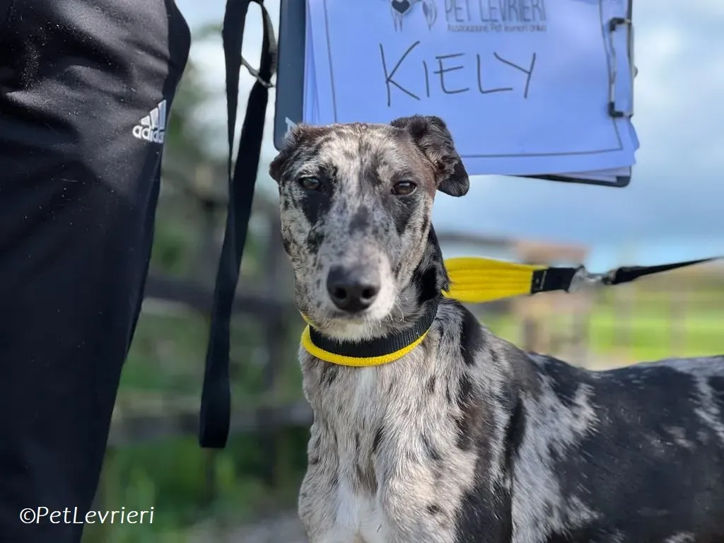 Kylie adozione levrieri greyhound 8