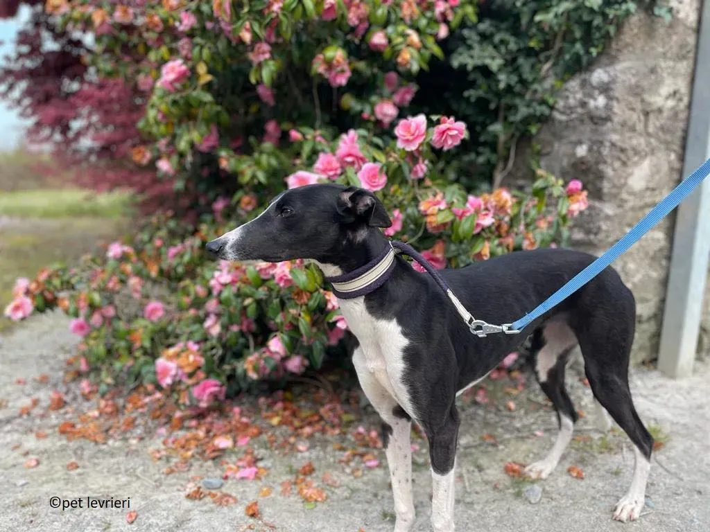 Kylie adozione levriero whippet1