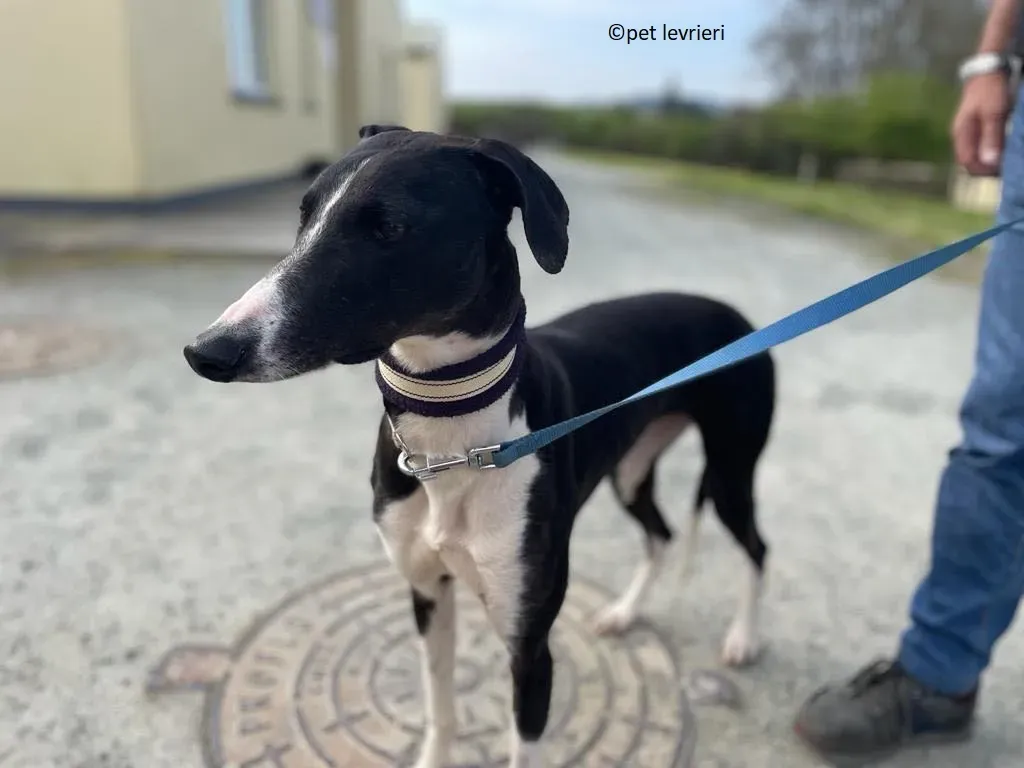 Kylie adozione levriero whippet2