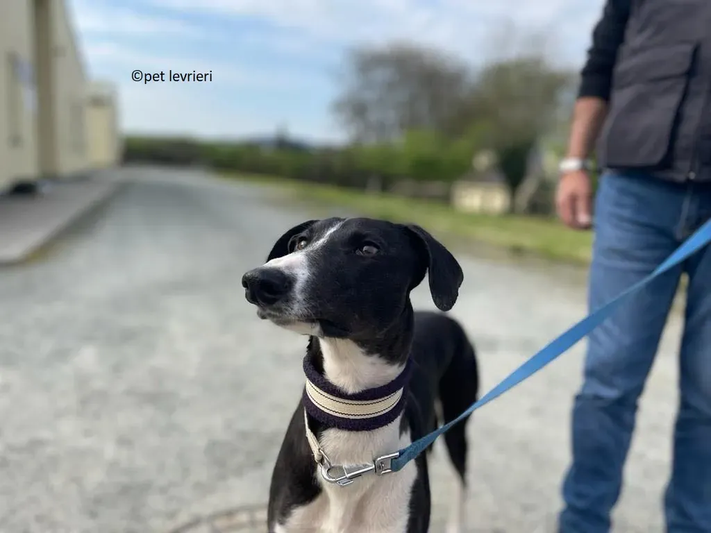 Kylie adozione levriero whippet3