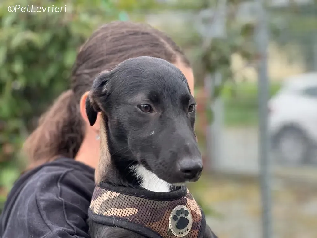 Kylie2 adozione levrieri greyhound 1