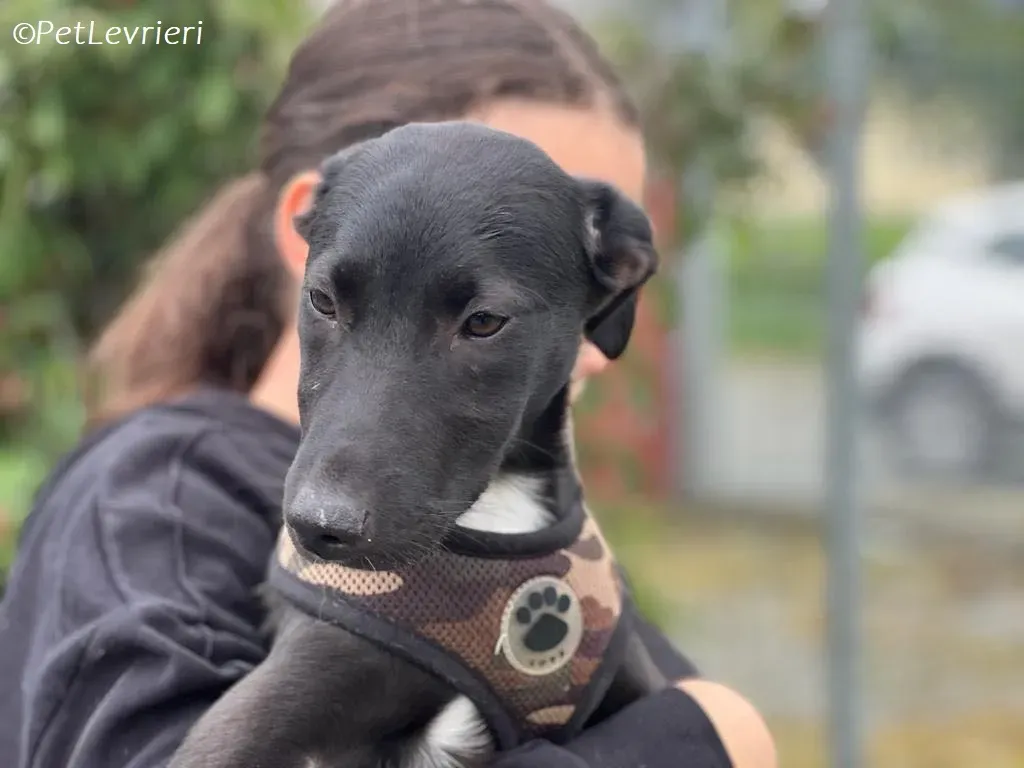Kylie2 adozione levrieri greyhound 2
