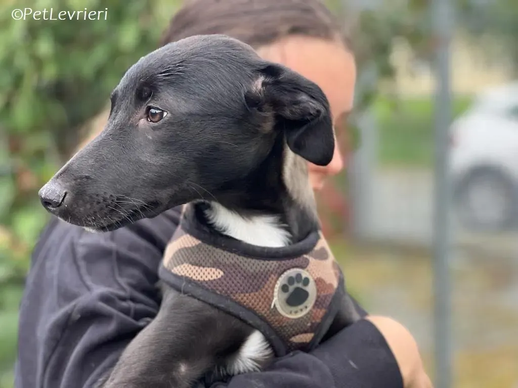 Kylie2 adozione levrieri greyhound 3