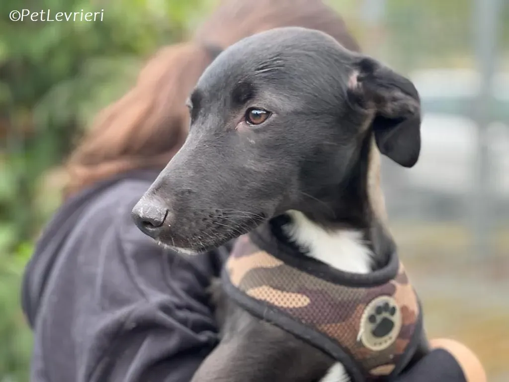 Kylie2 adozione levrieri greyhound 4