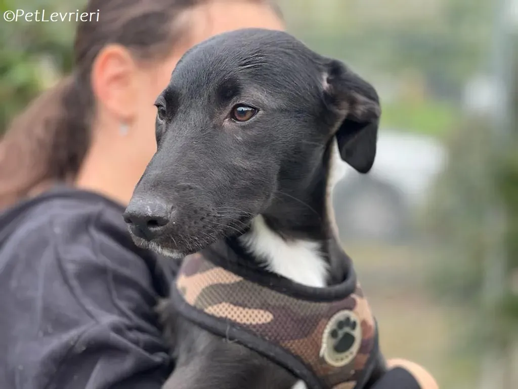 Kylie2 adozione levrieri greyhound 5