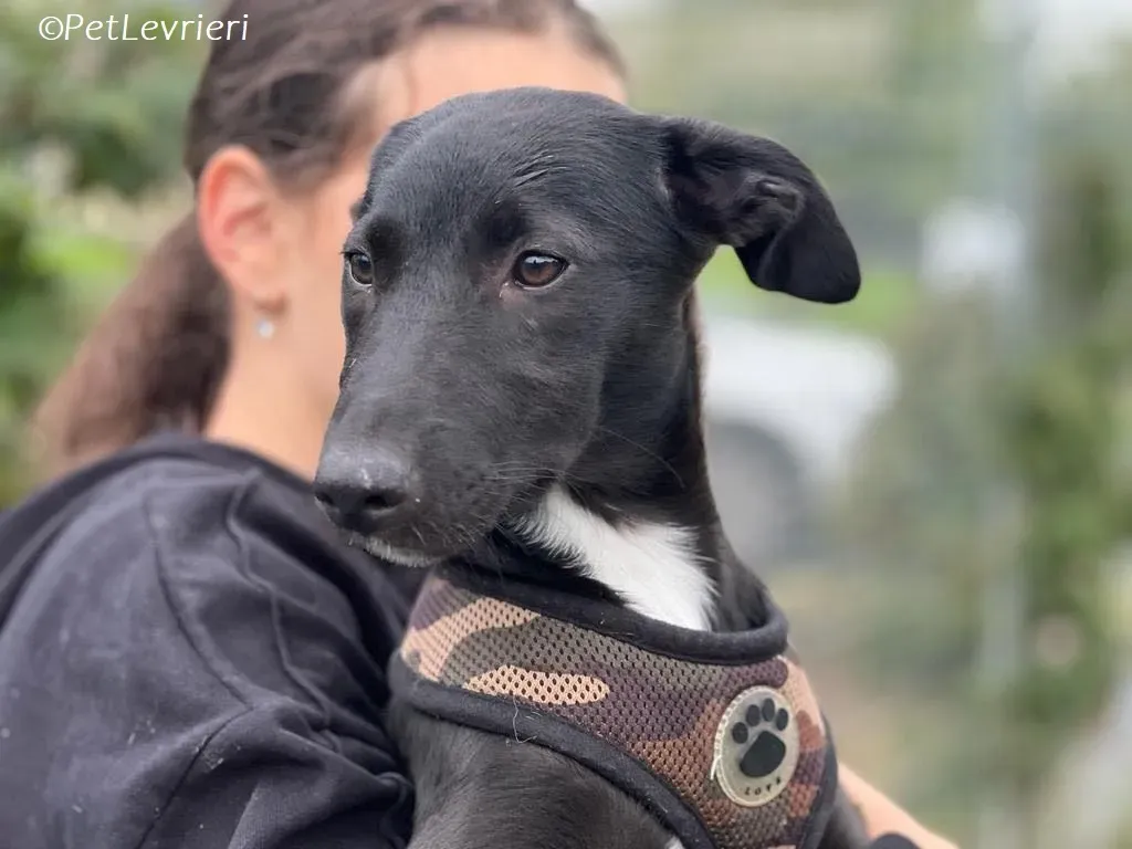 Kylie2 adozione levrieri greyhound 6