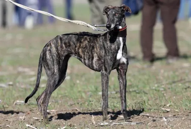 LEBRIJANA DE FERREIRA 1