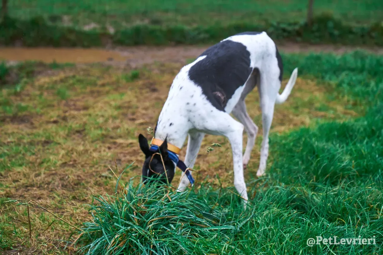 LENNY pet levrieri greyhound10
