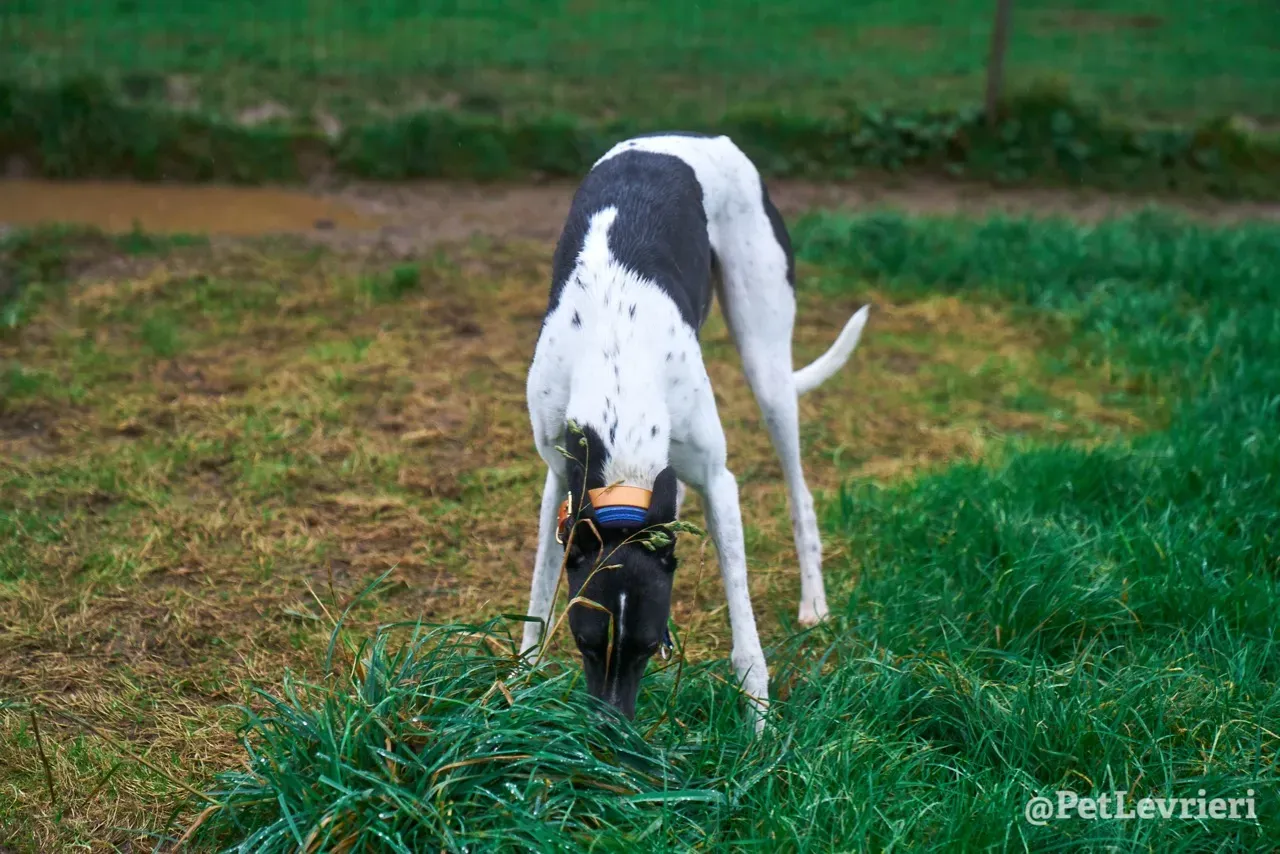 LENNY pet levrieri greyhound11
