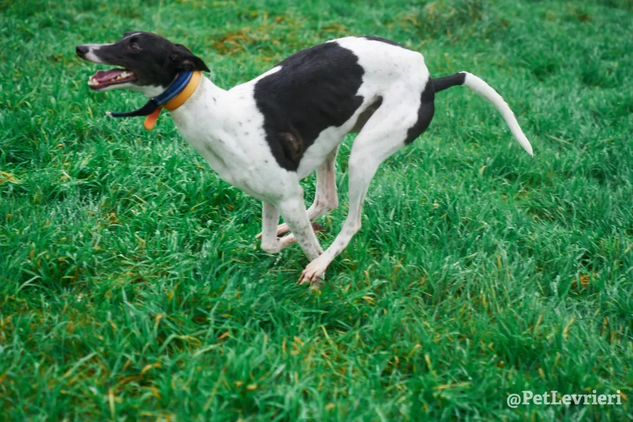 LENNY pet levrieri greyhound12