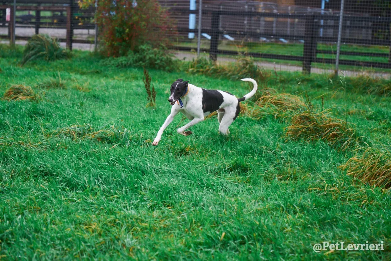 LENNY pet levrieri greyhound13