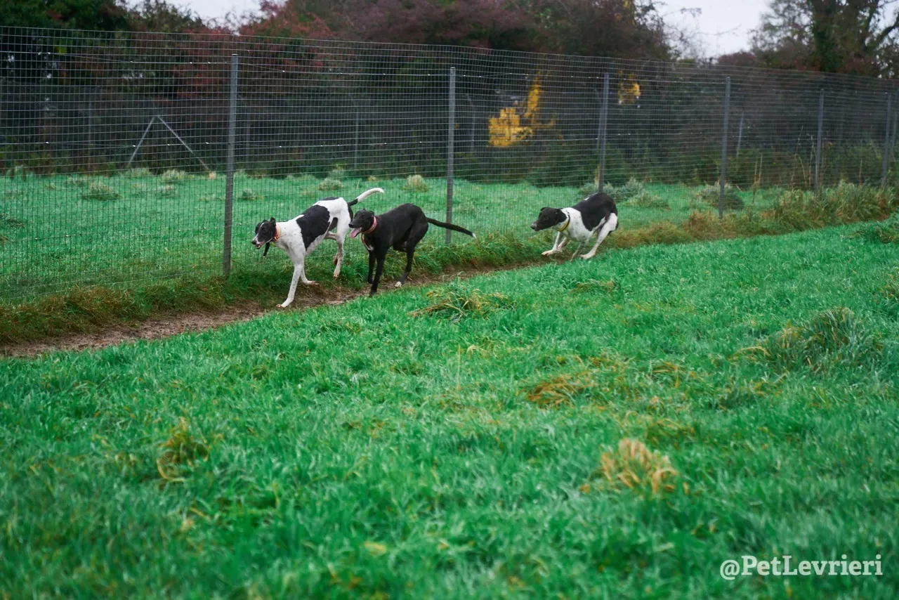 LENNY pet levrieri greyhound14