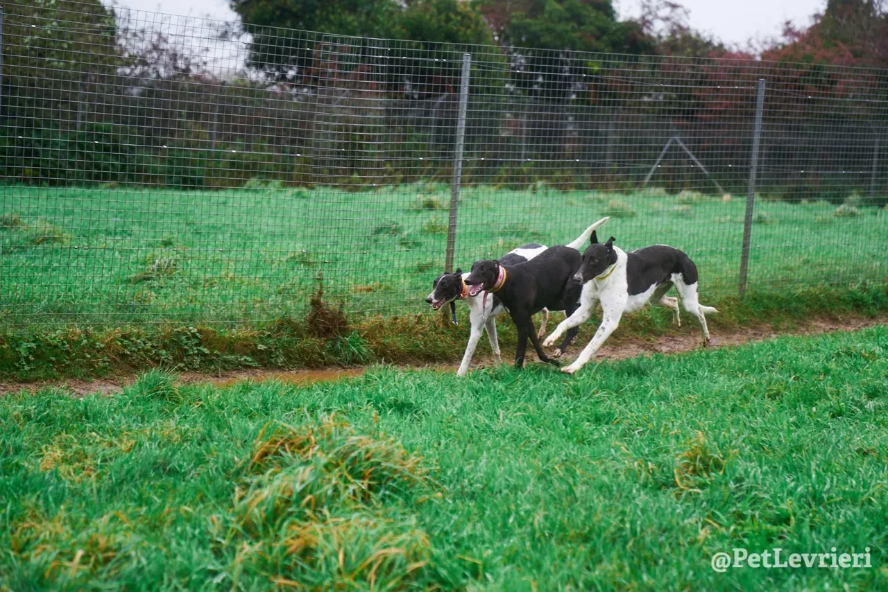 LENNY pet levrieri greyhound16