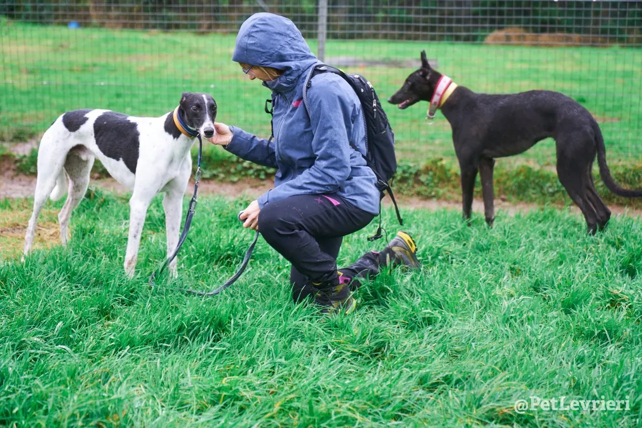 LENNY pet levrieri greyhound17