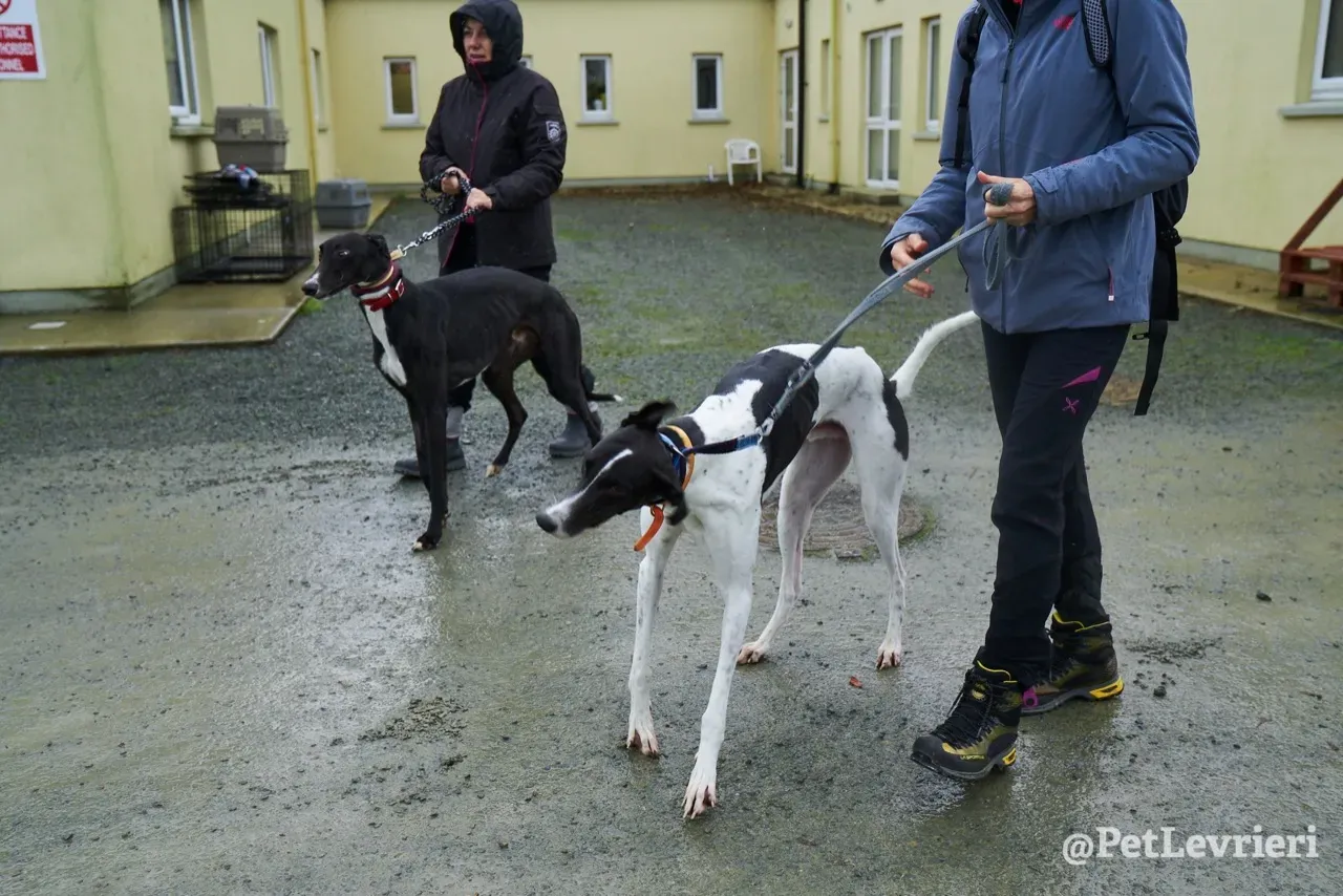 LENNY pet levrieri greyhound2