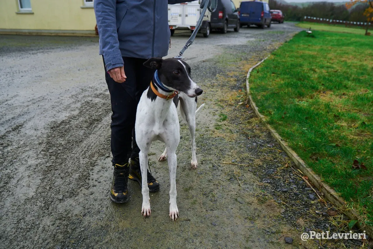 LENNY pet levrieri greyhound3