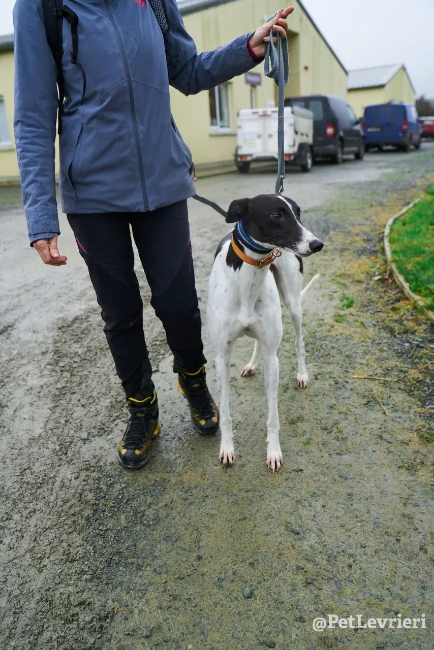LENNY pet levrieri greyhound4