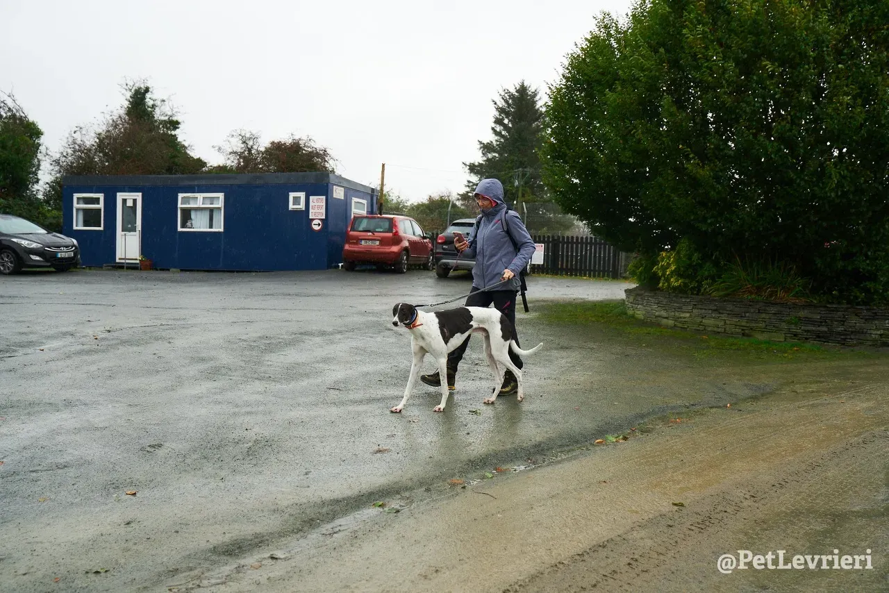 LENNY pet levrieri greyhound5