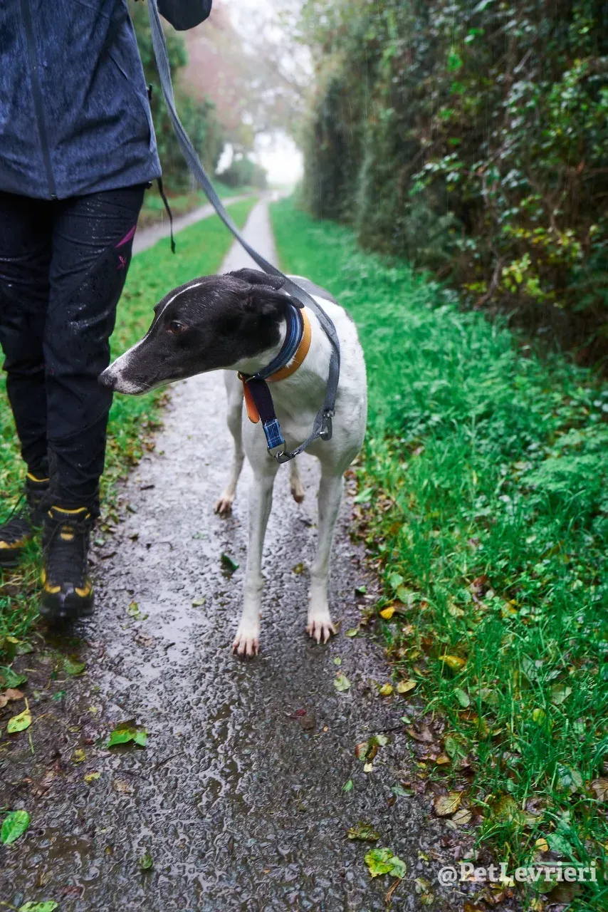 LENNY pet levrieri greyhound6