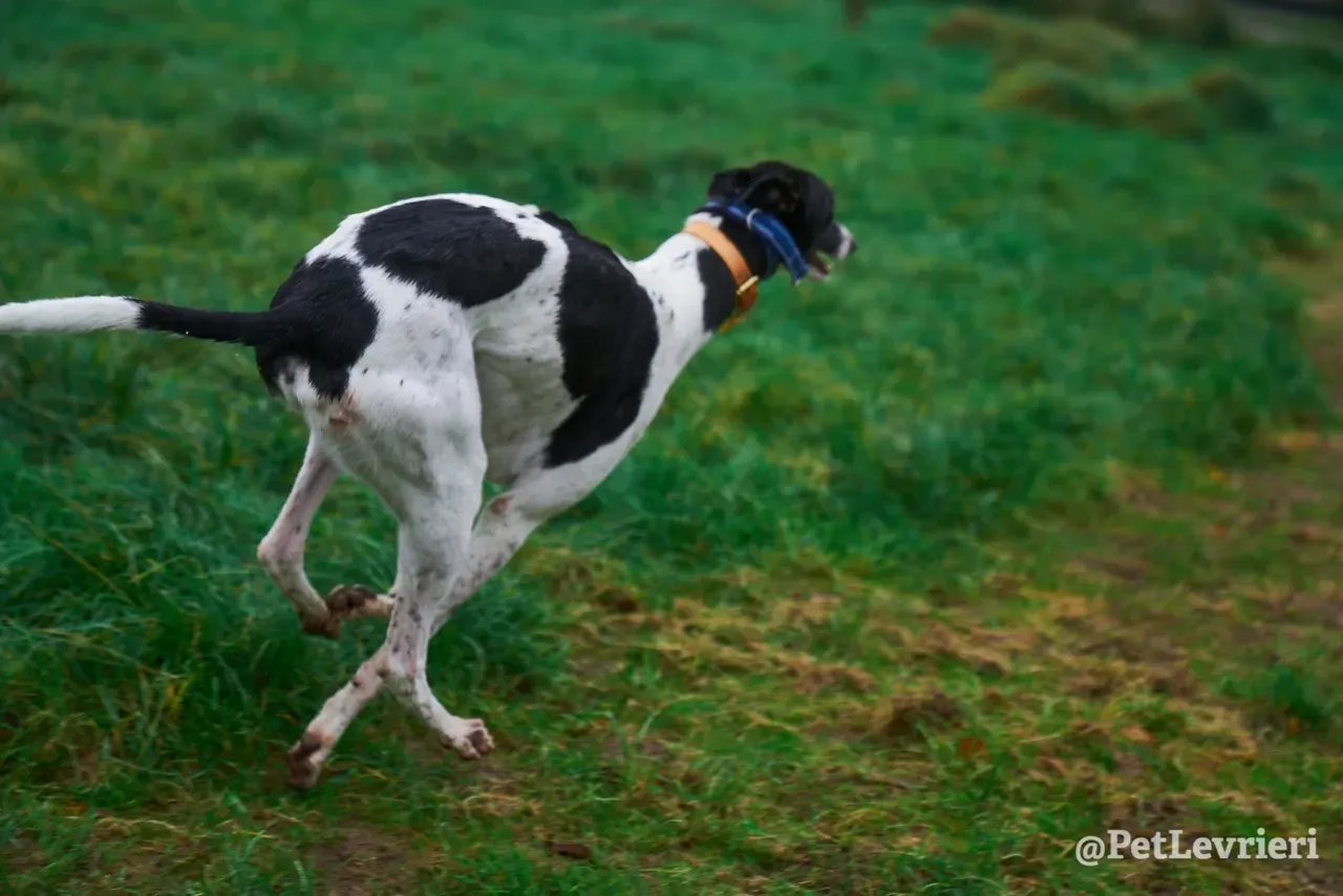 LENNY pet levrieri greyhound7
