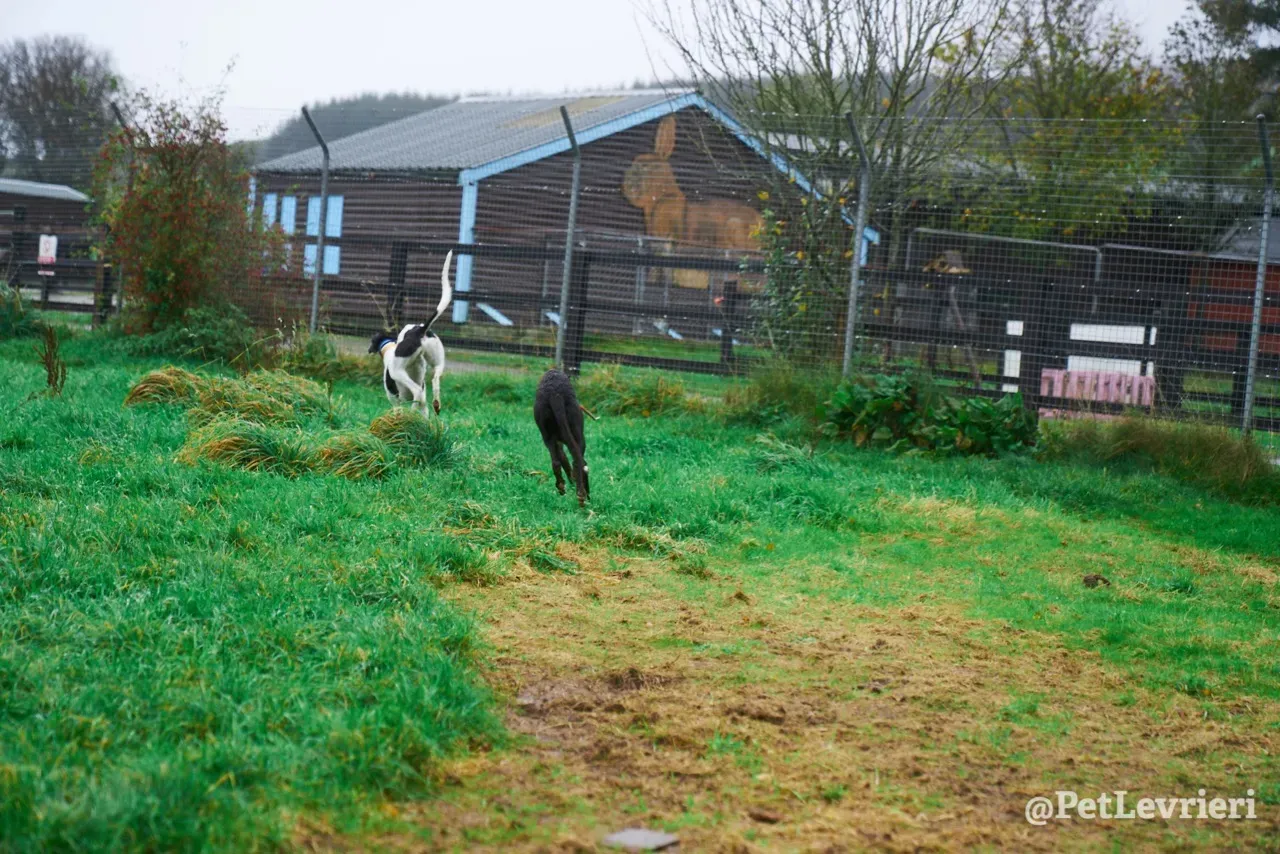 LENNY pet levrieri greyhound8