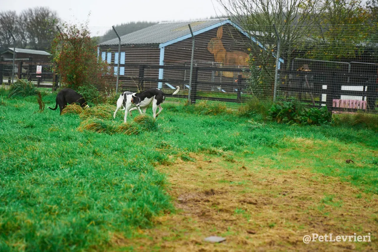 LENNY pet levrieri greyhound9