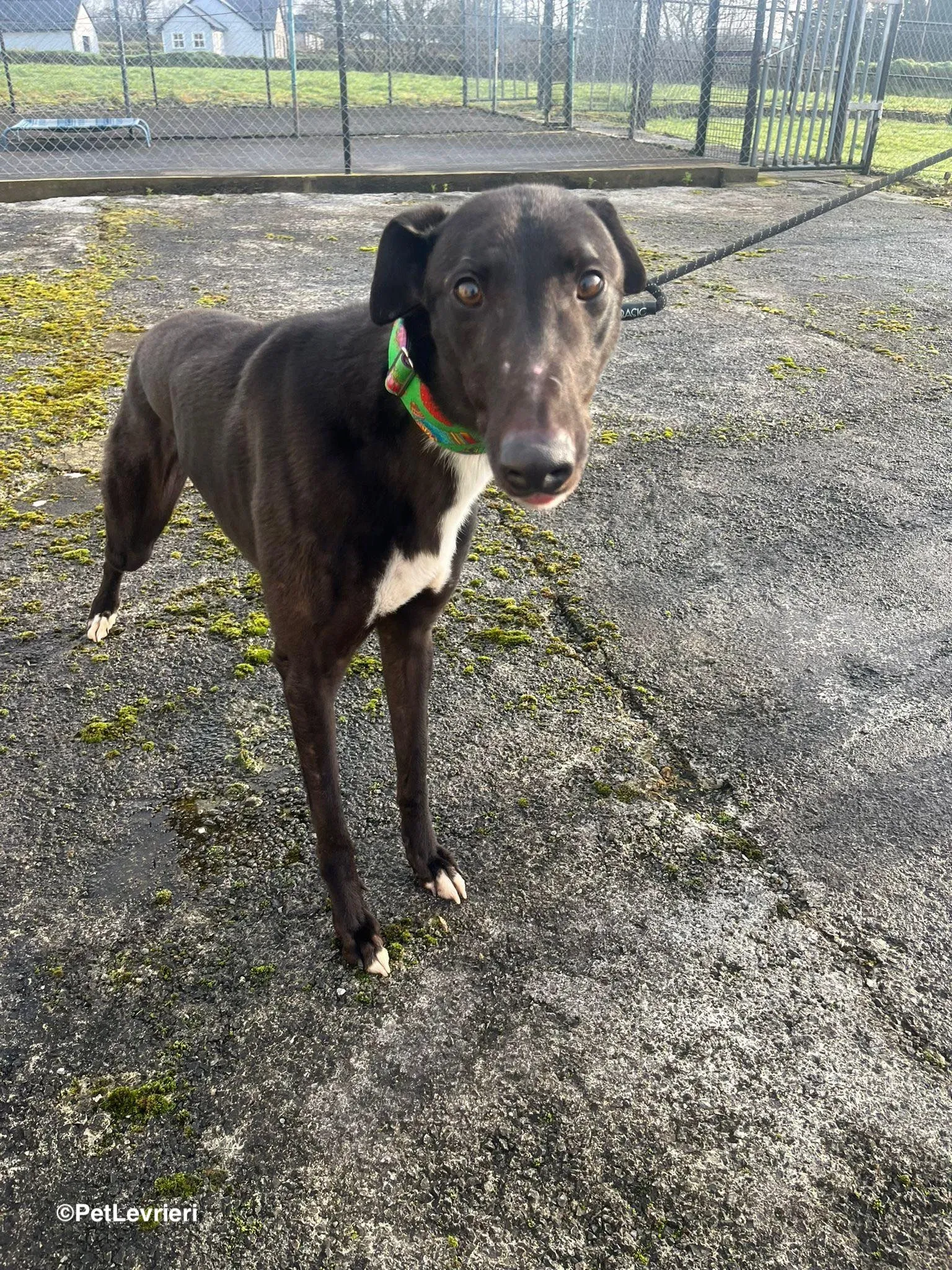 LEO adozione greyhound 1