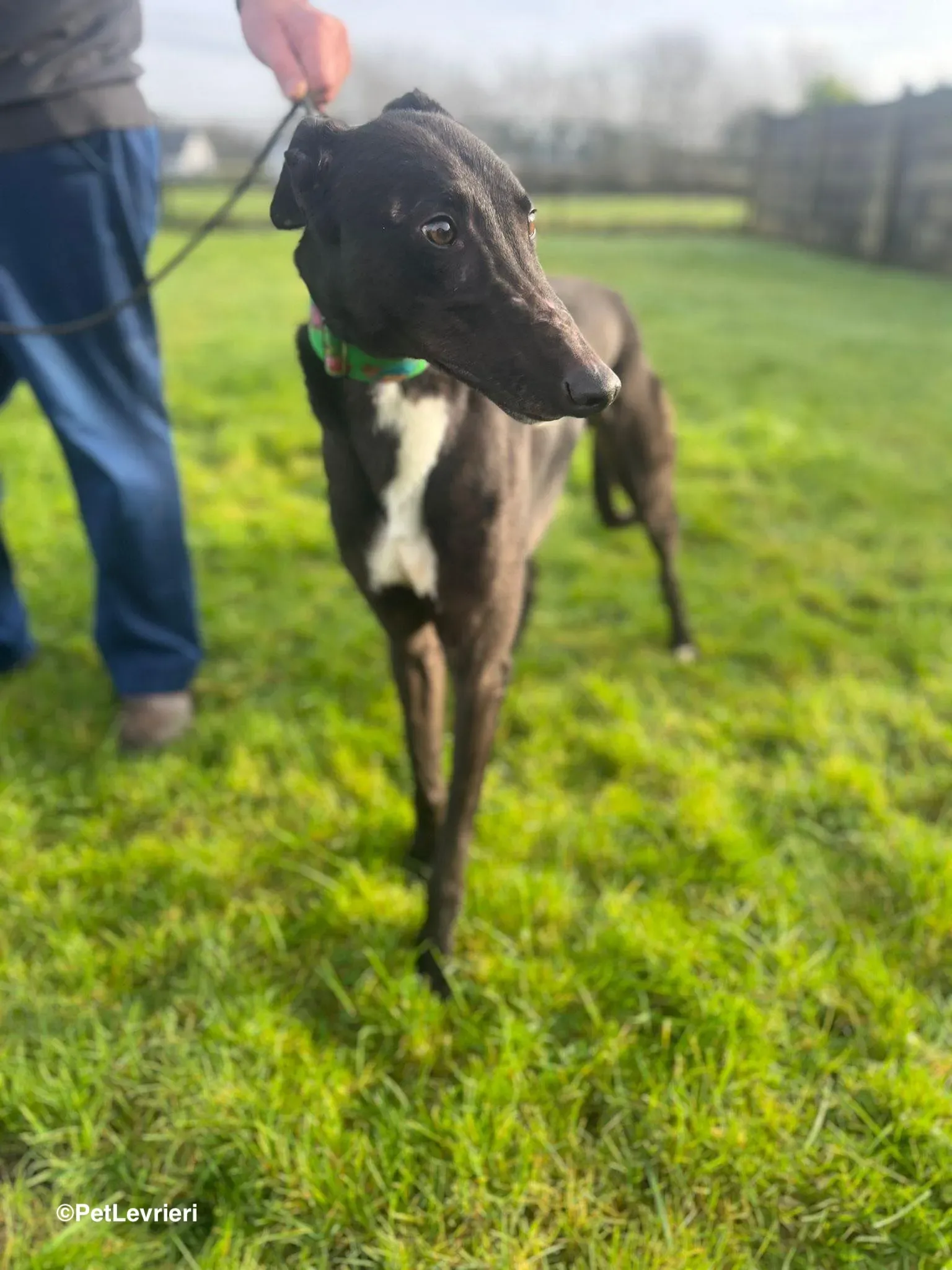 LEO adozione greyhound 11