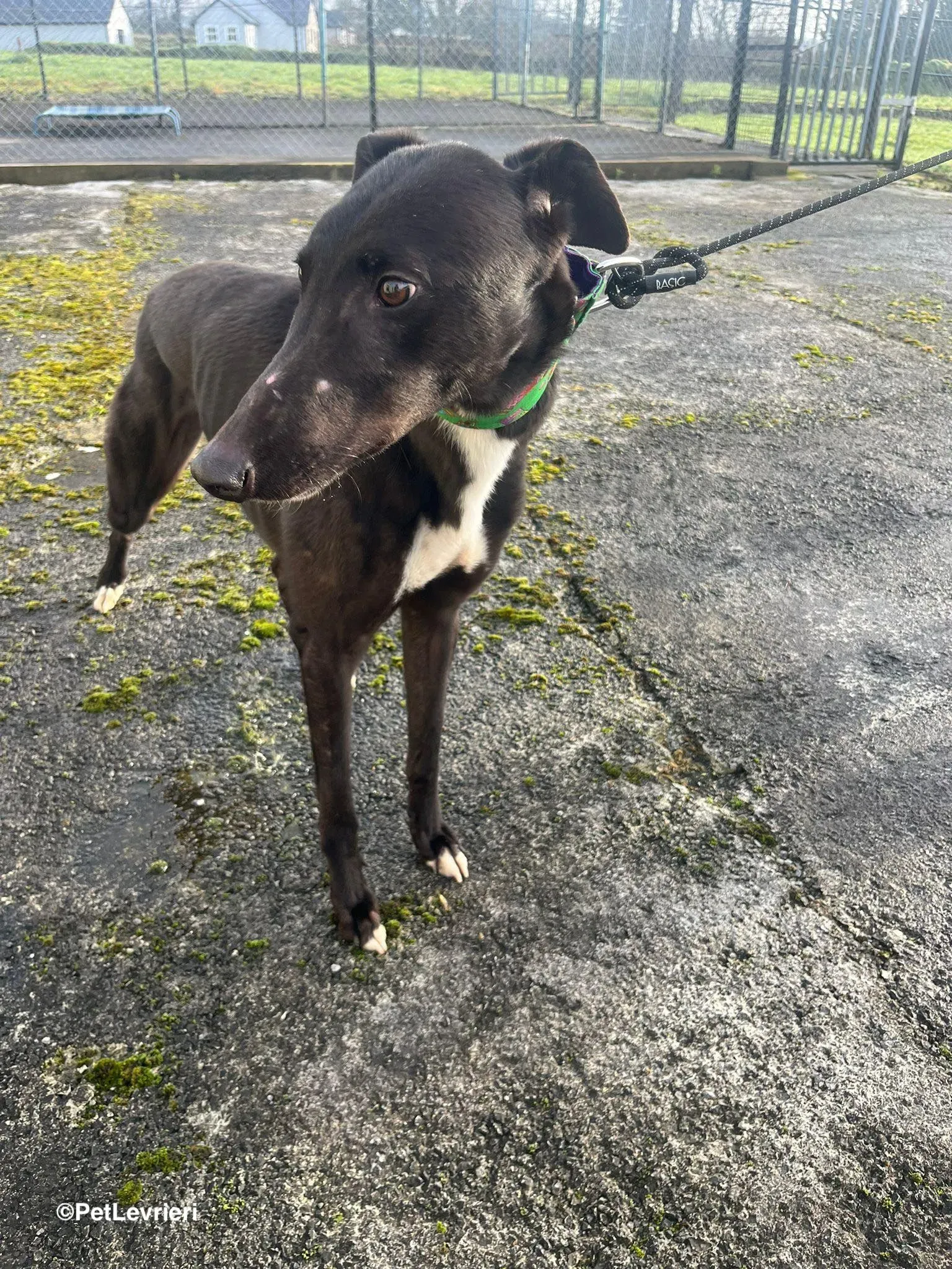 LEO adozione greyhound 14