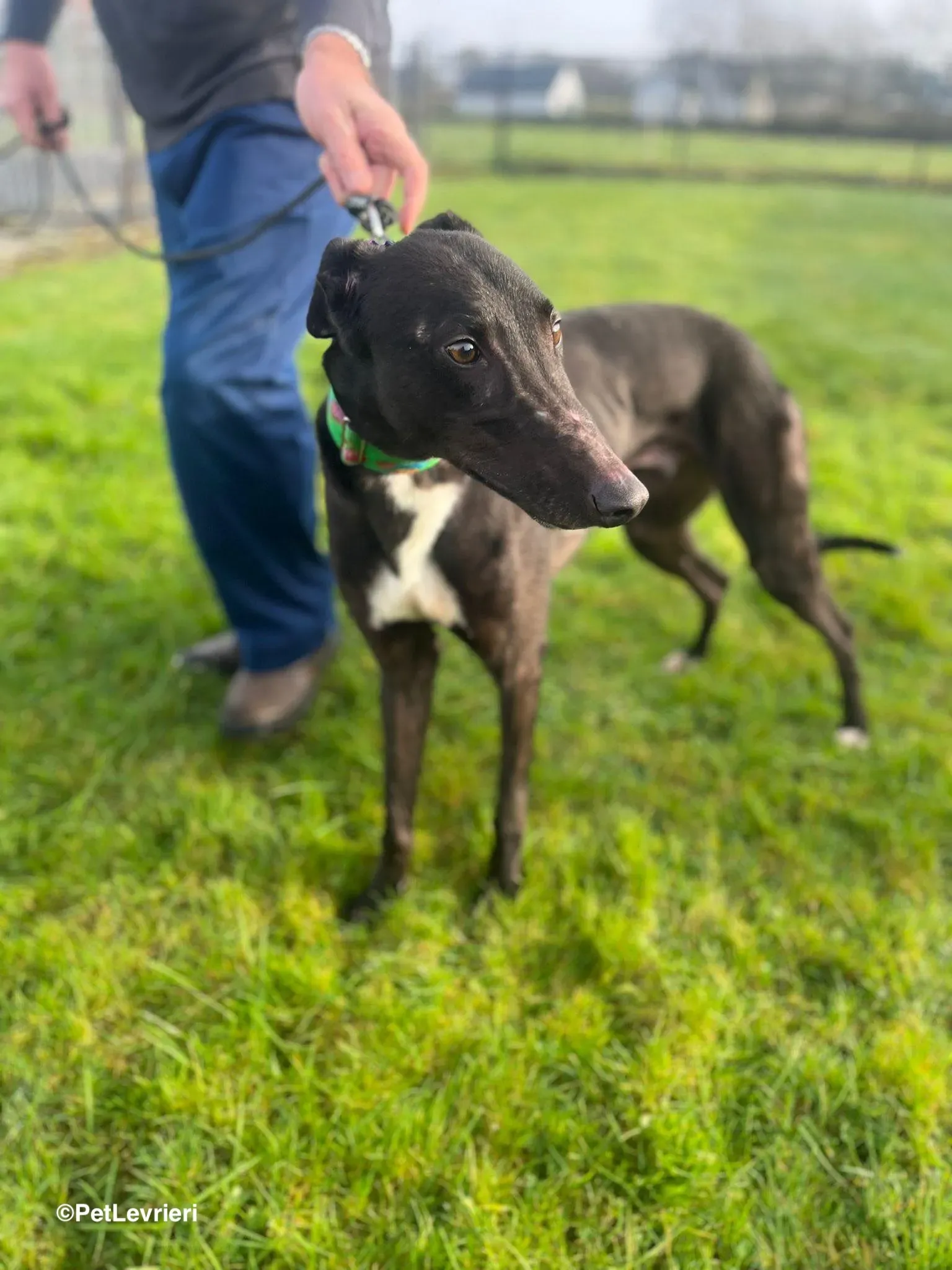 LEO adozione greyhound 19