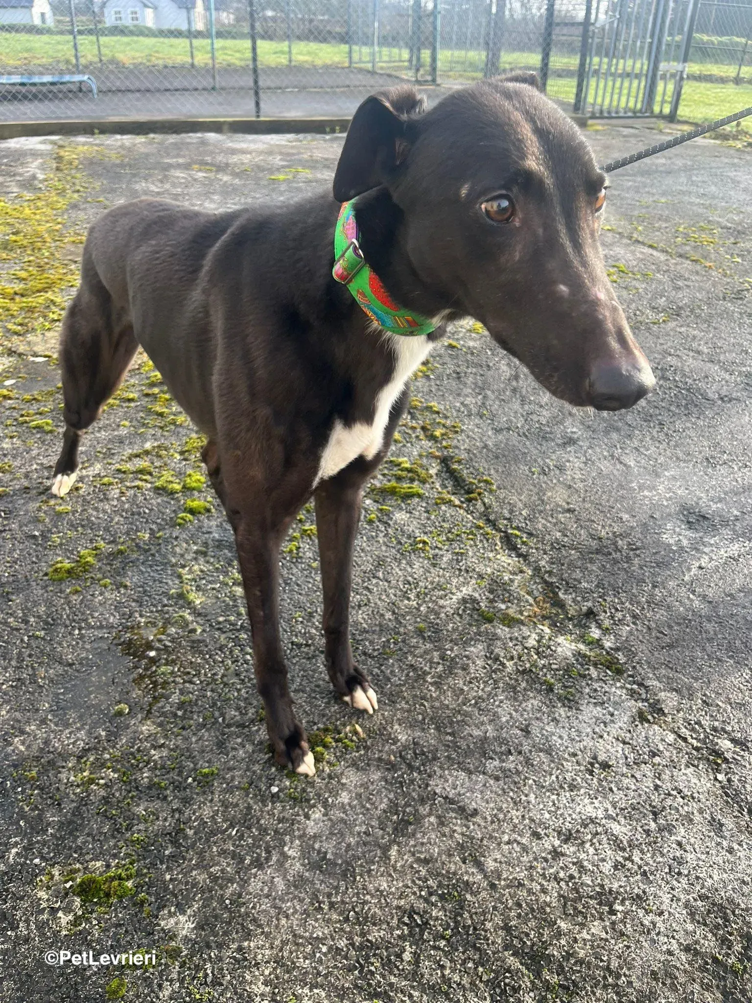 LEO adozione greyhound 21