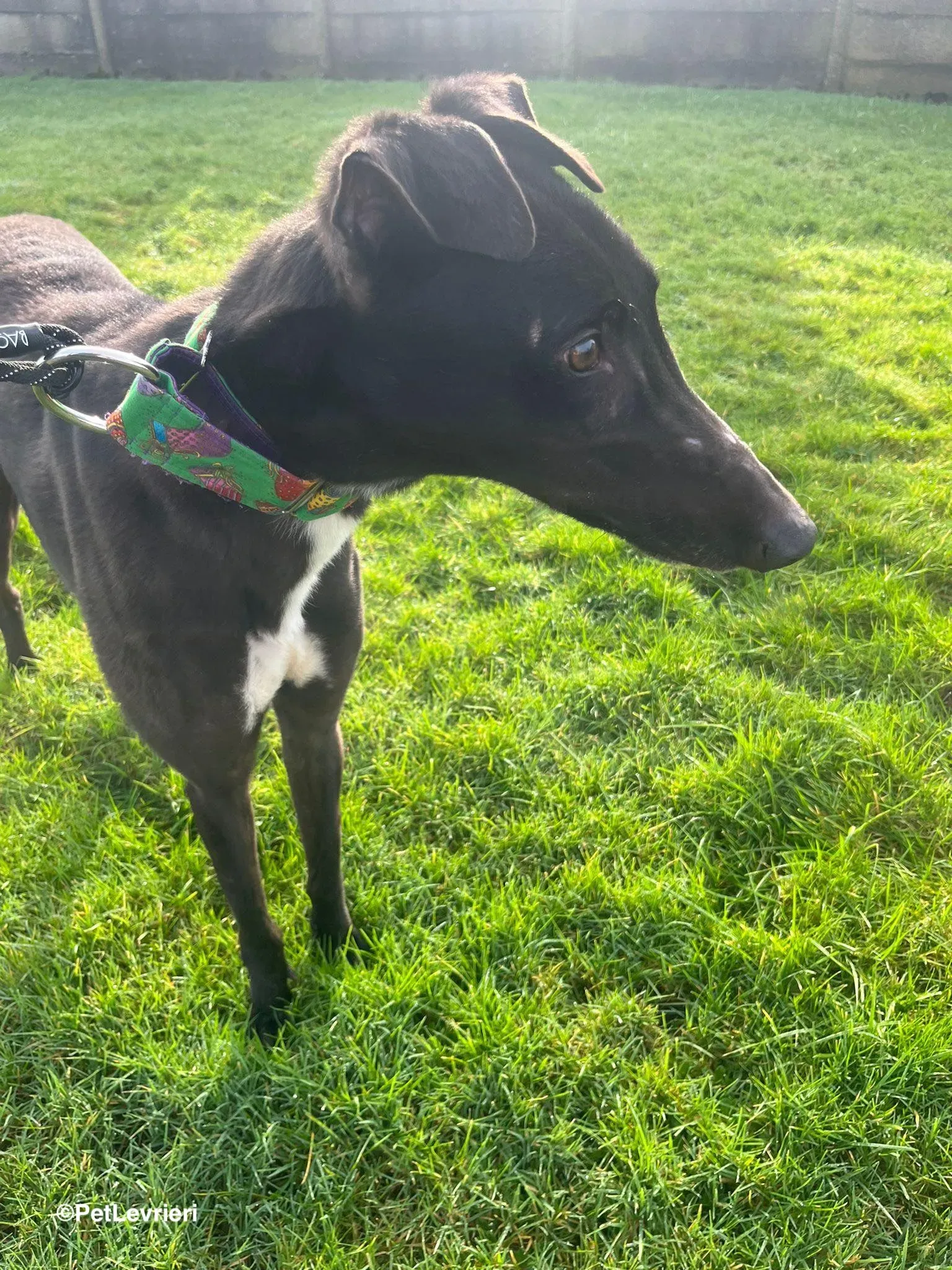 LEO adozione greyhound 23