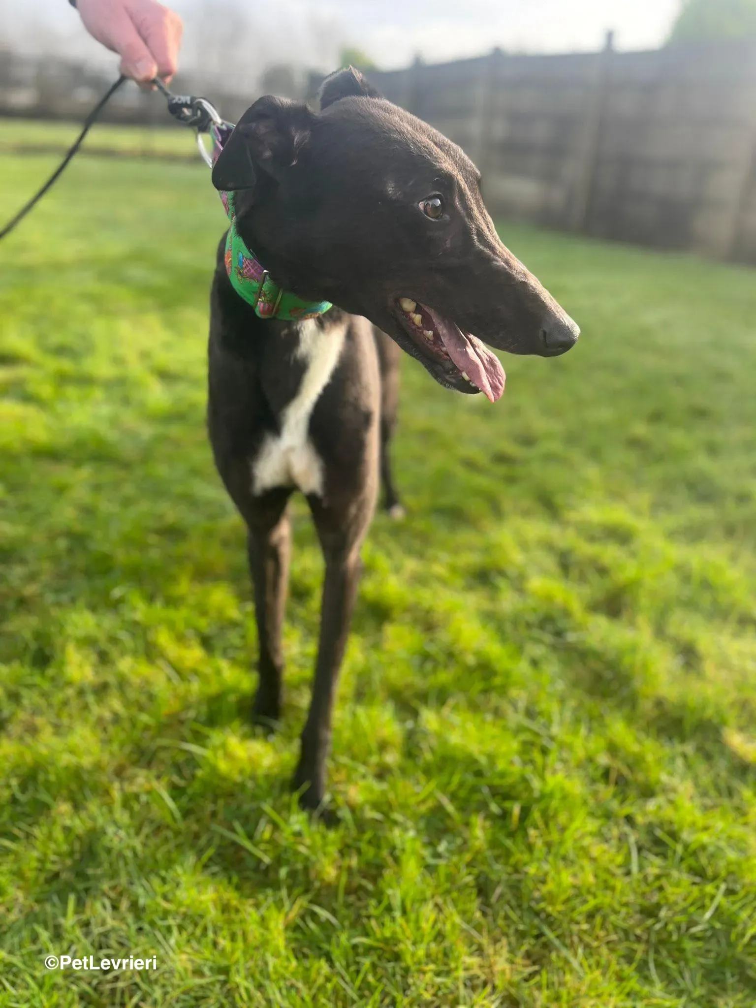 LEO adozione greyhound 3