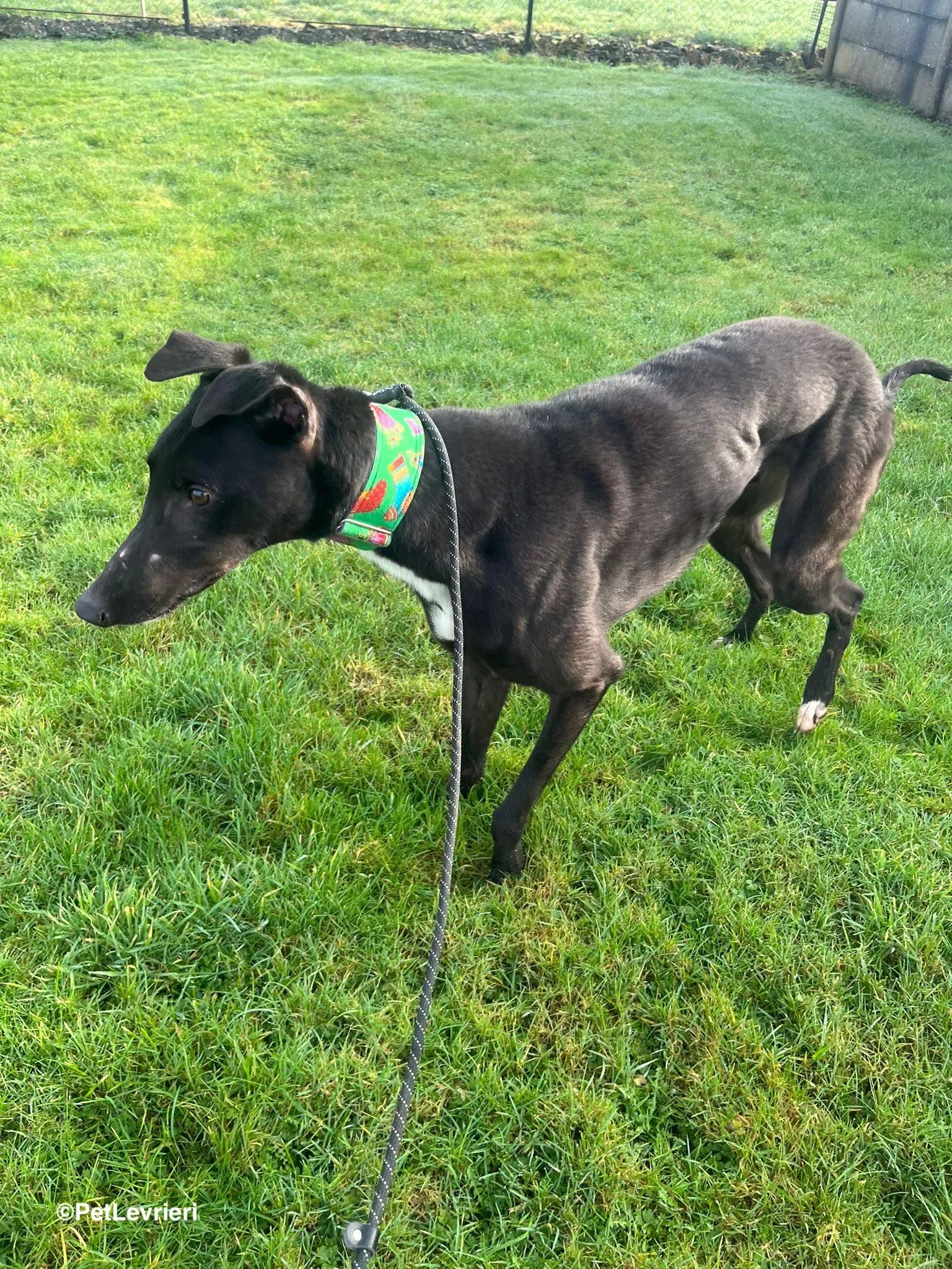 LEO adozione greyhound 4