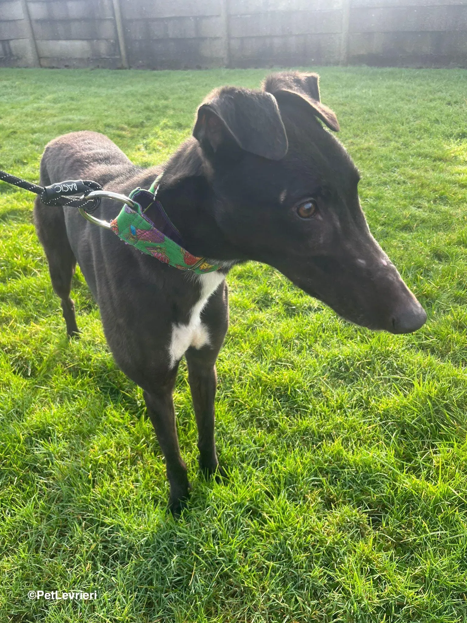 LEO adozione greyhound 5