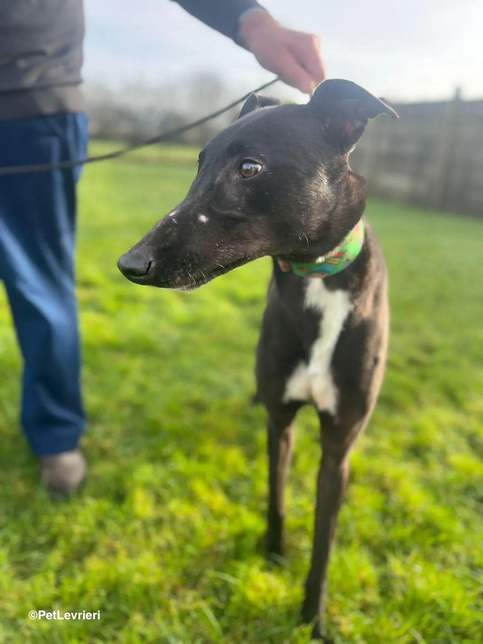 LEO adozione greyhound 7