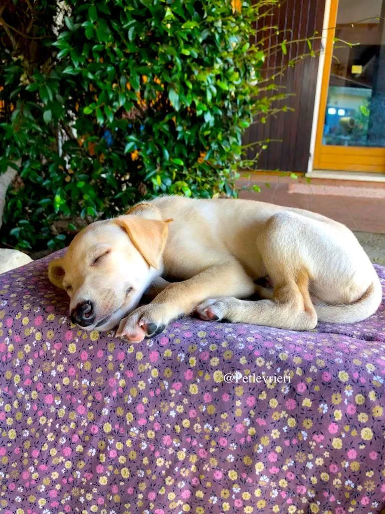 LEON adozione levrieri galgo 1