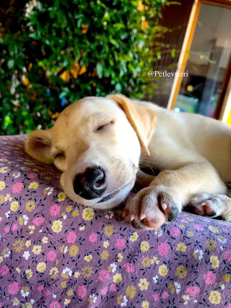 LEON adozione levrieri galgo 2