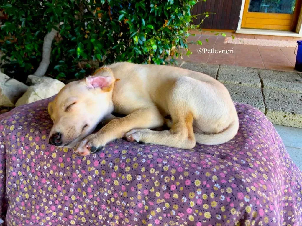 LEON adozione levrieri galgo 3