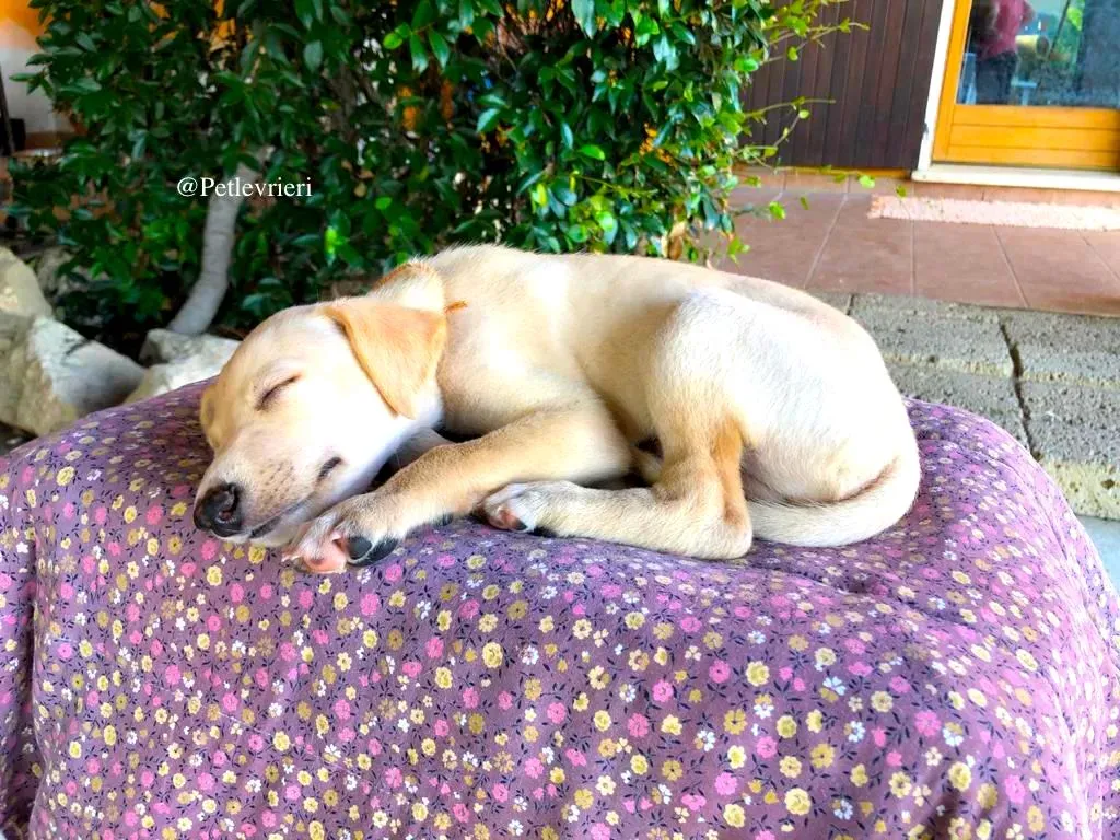 LEON adozione levrieri galgo 4