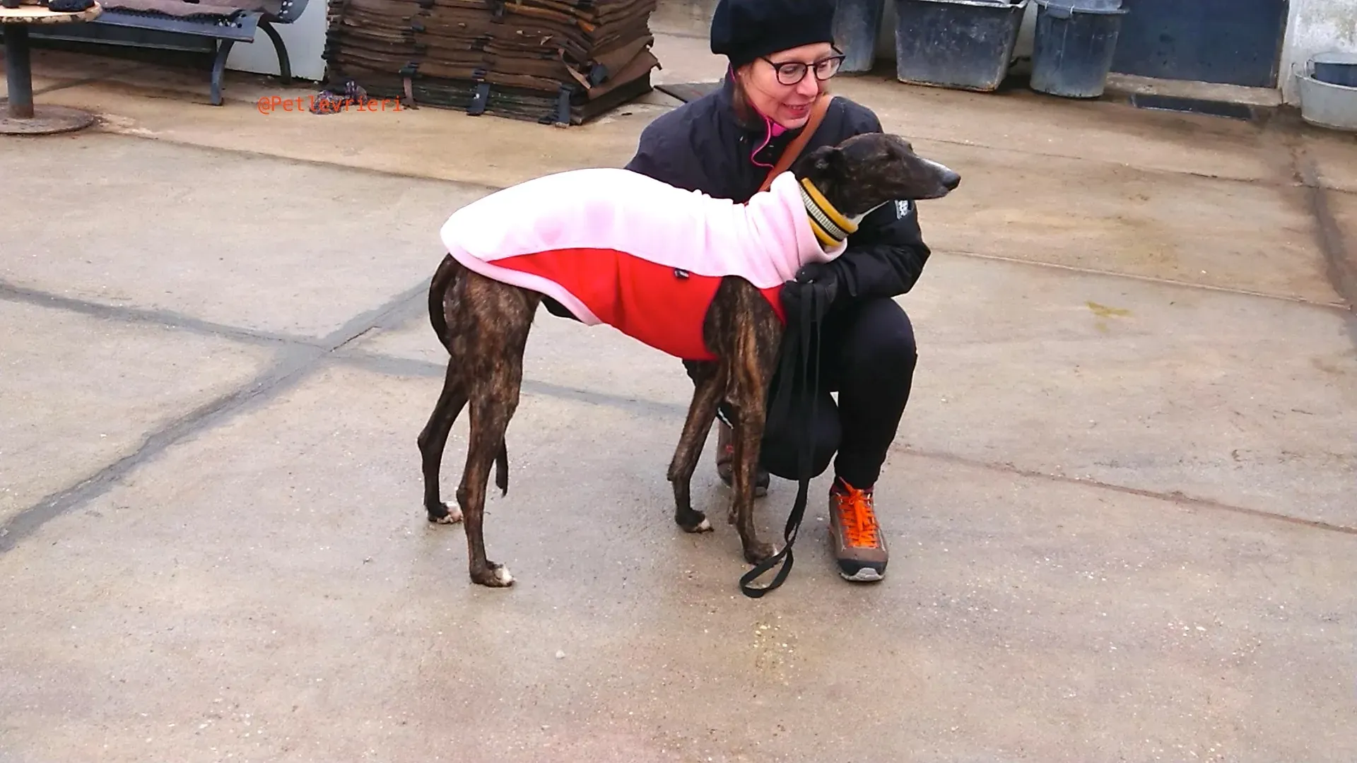 LEONA adozione levrieri galgo 1