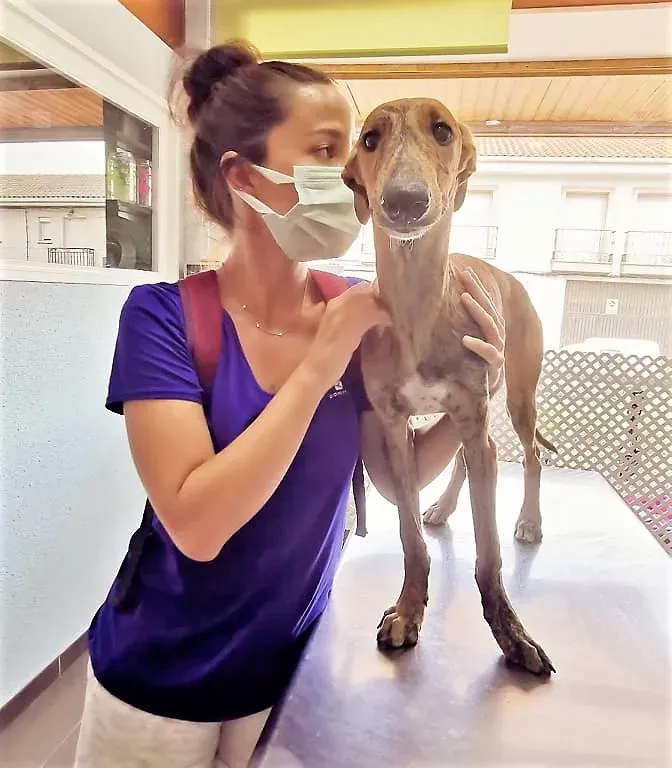 LIMON ADOZIONE LEVRIERI GALGO 2 1