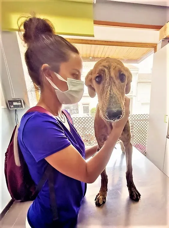 LIMON ADOZIONE LEVRIERI GALGO 3