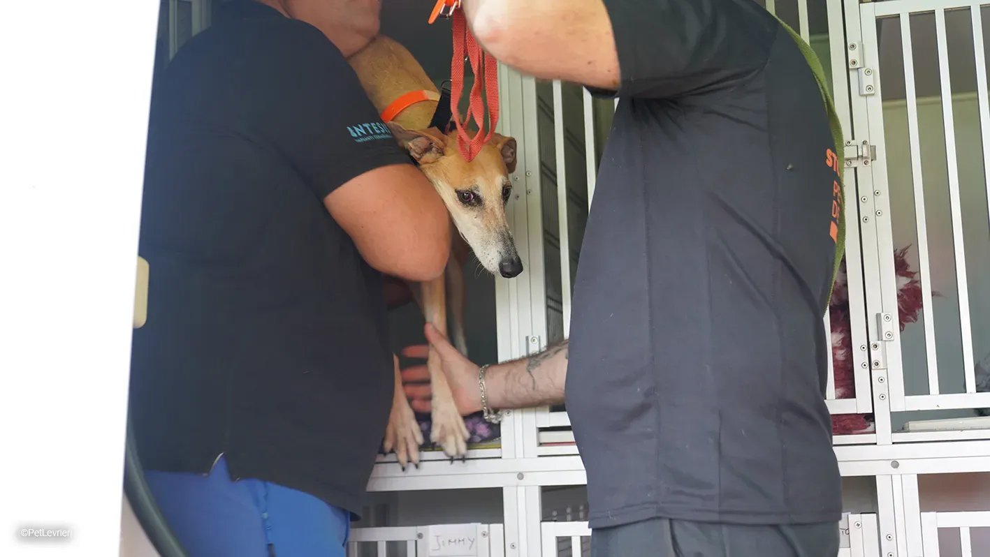 LUDMILA PetLevrieri arrivo galgo 16settembre 1