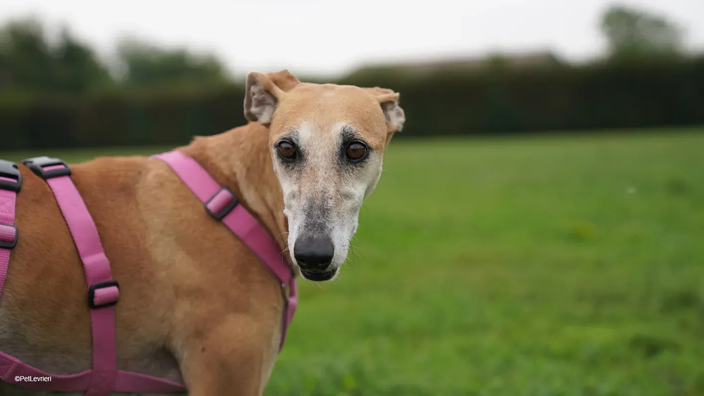 LUDMILA PetLevrieri arrivo galgo 16settembre 10